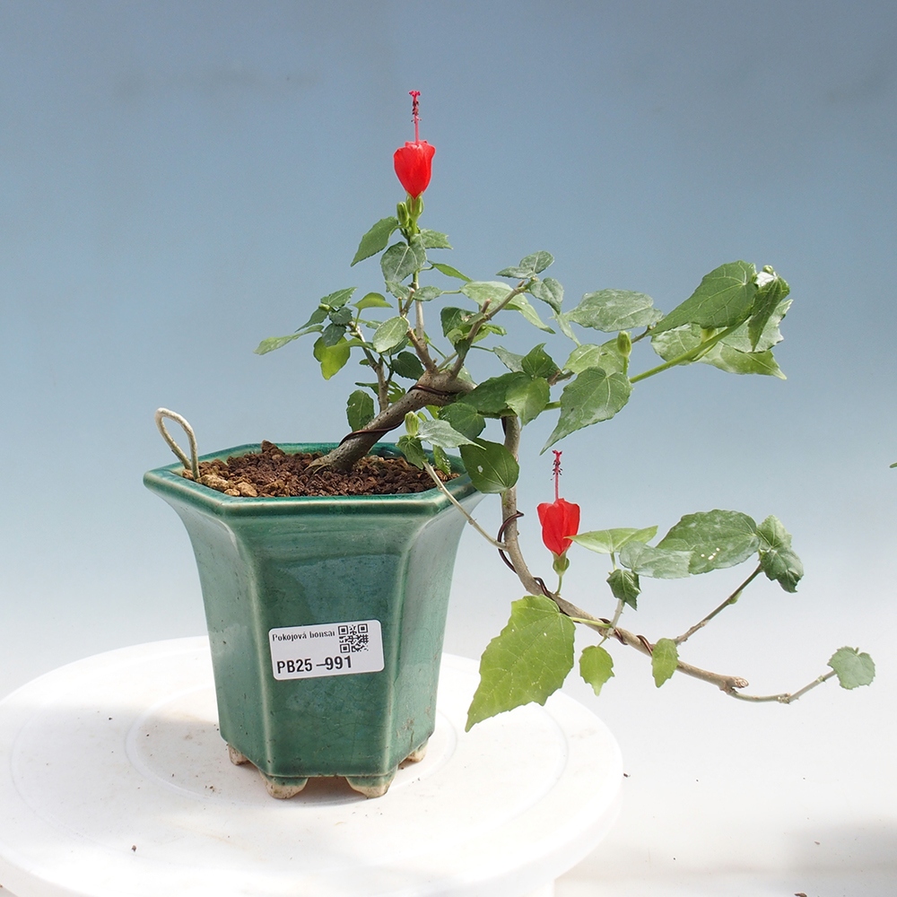 Izbová bonsai - Malvaviscus arboreus - ibištekovec drevnatý