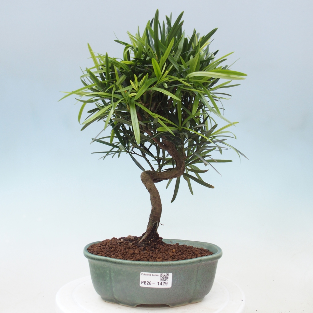Izbové bonsaje - Podocarpus - Kamenný tis