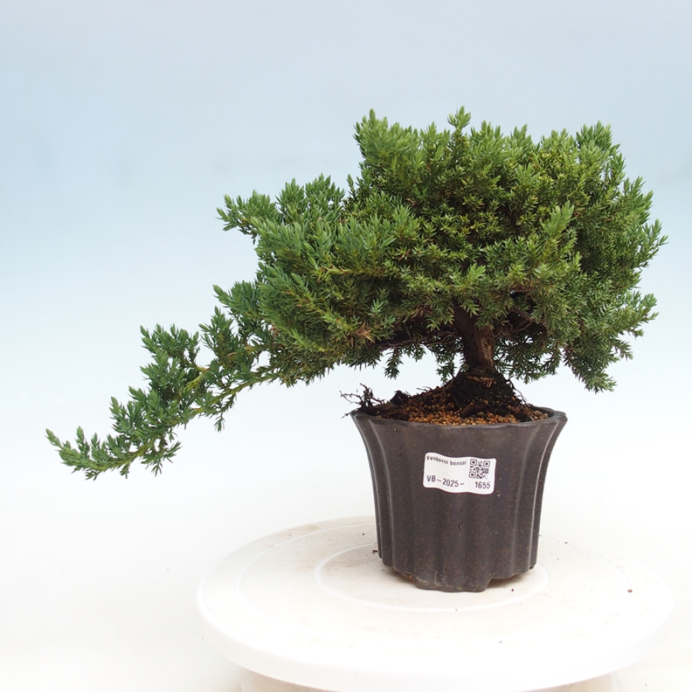 Vonkajší bonsai - Juniperus procumbens - Borievka polehavá