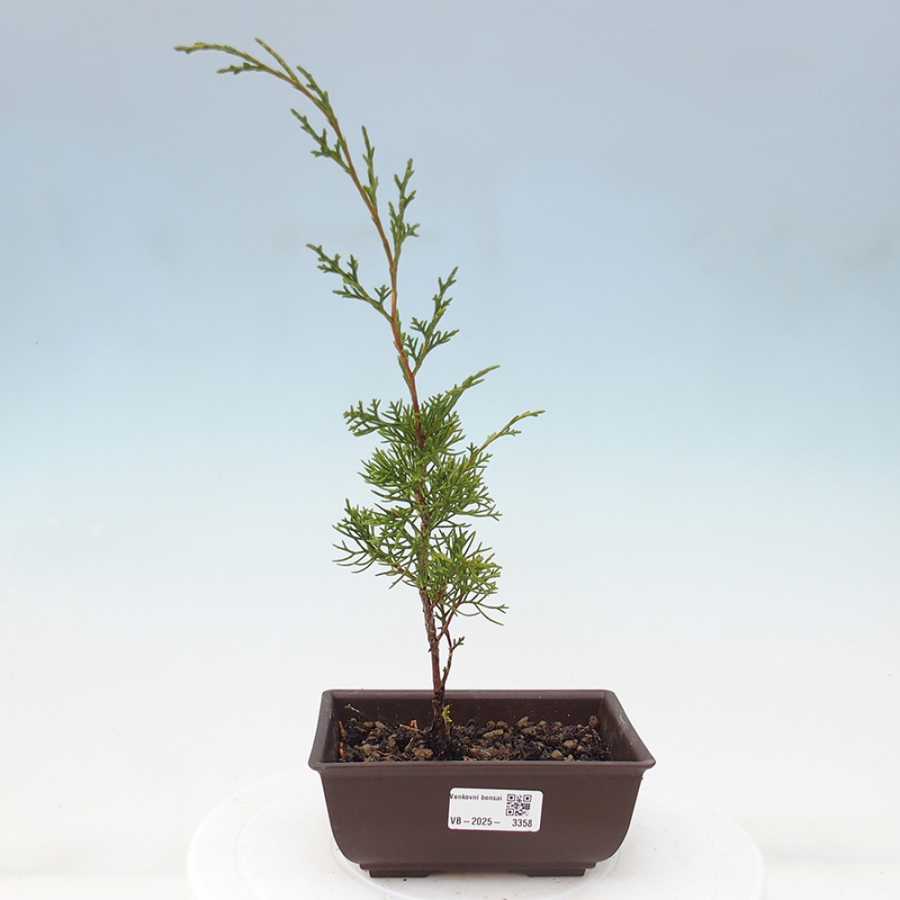 Vonkajší bonsai - Juniperus chinensis Itoigawa -Jalovec čínsky