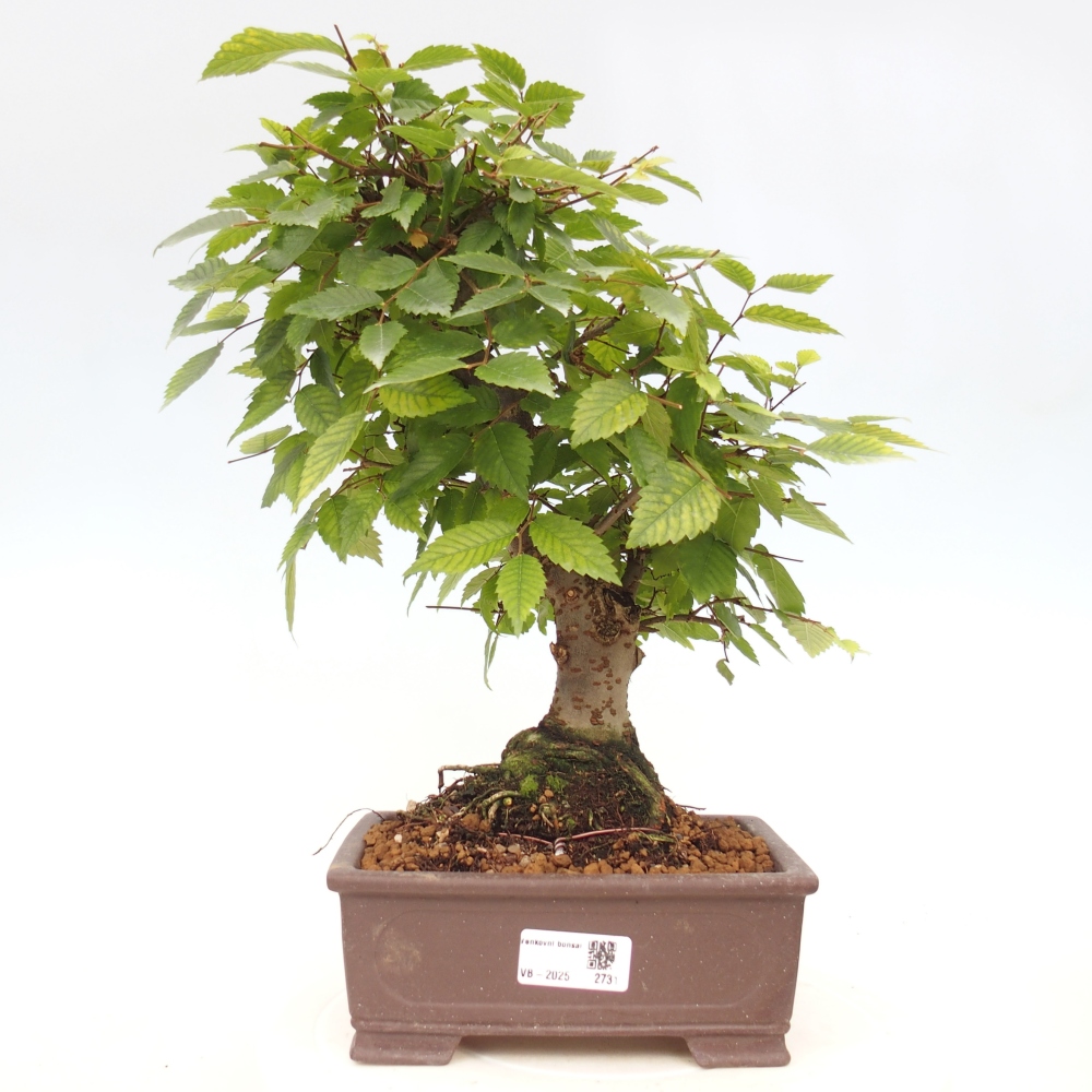 Vonkajšie bonsai - Zelkova - Zelkova serrata