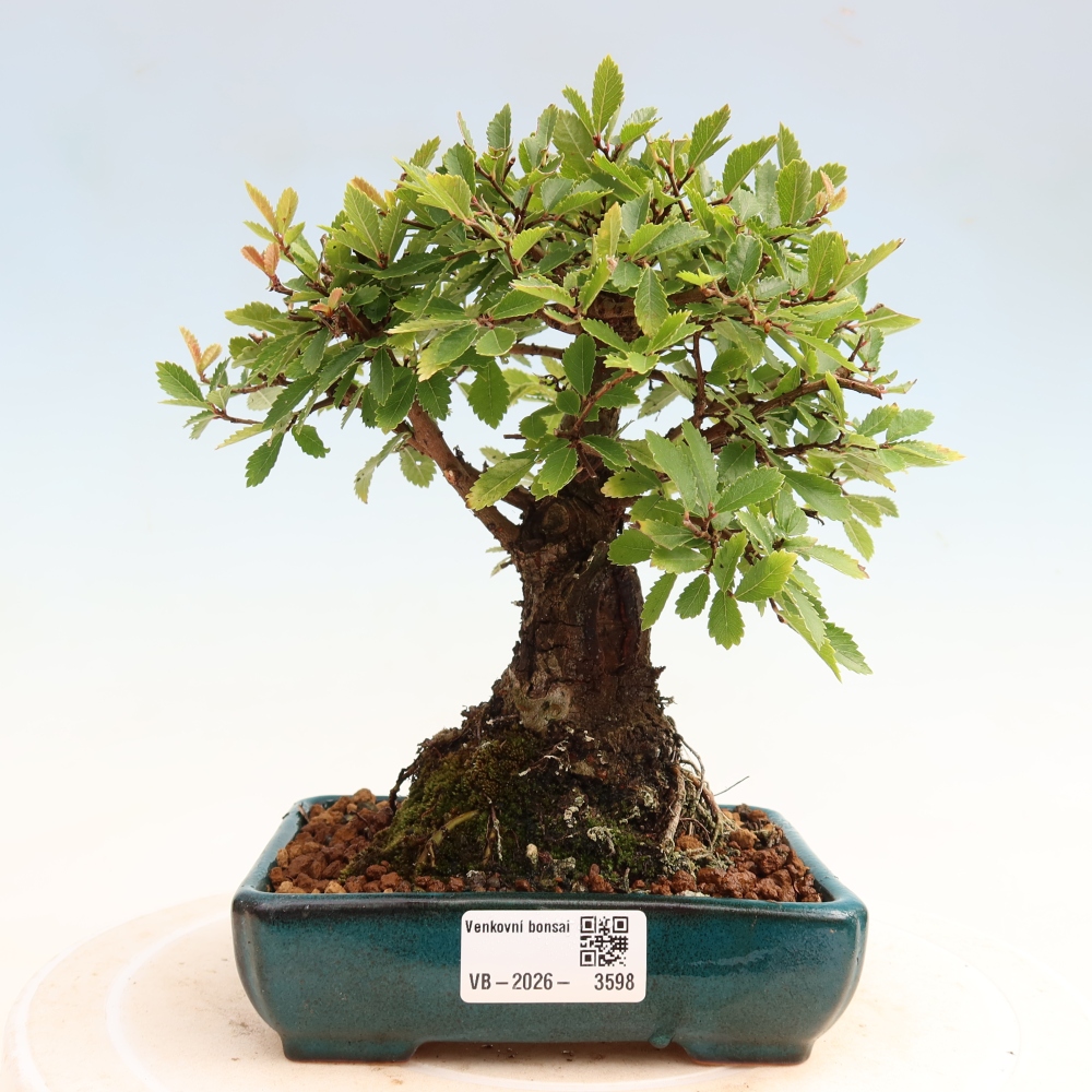 Vonkajšie bonsaje - Zelkova - Zelkova NIRE