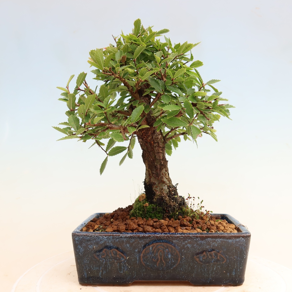 Vonkajšie bonsaje - Zelkova - Zelkova NIRE