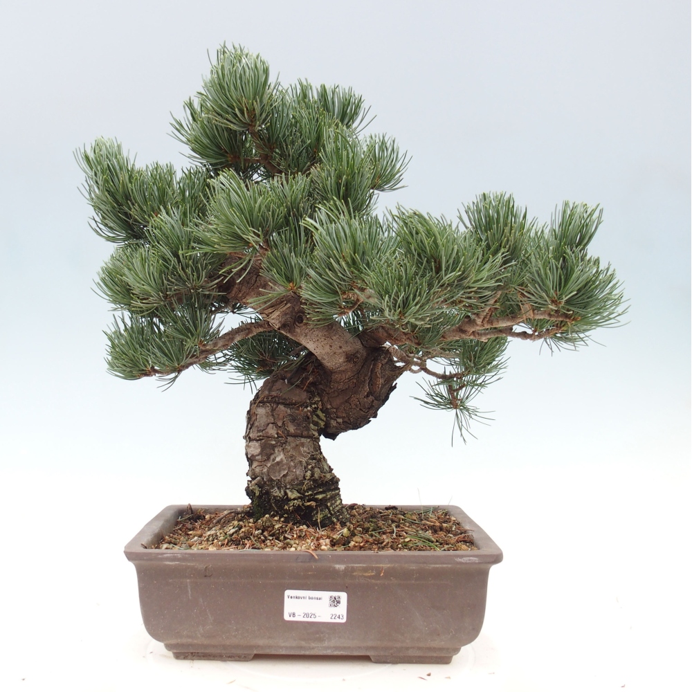 Vonkajšie bonsai - Pinus parviflora - Borovica drobnokvetá