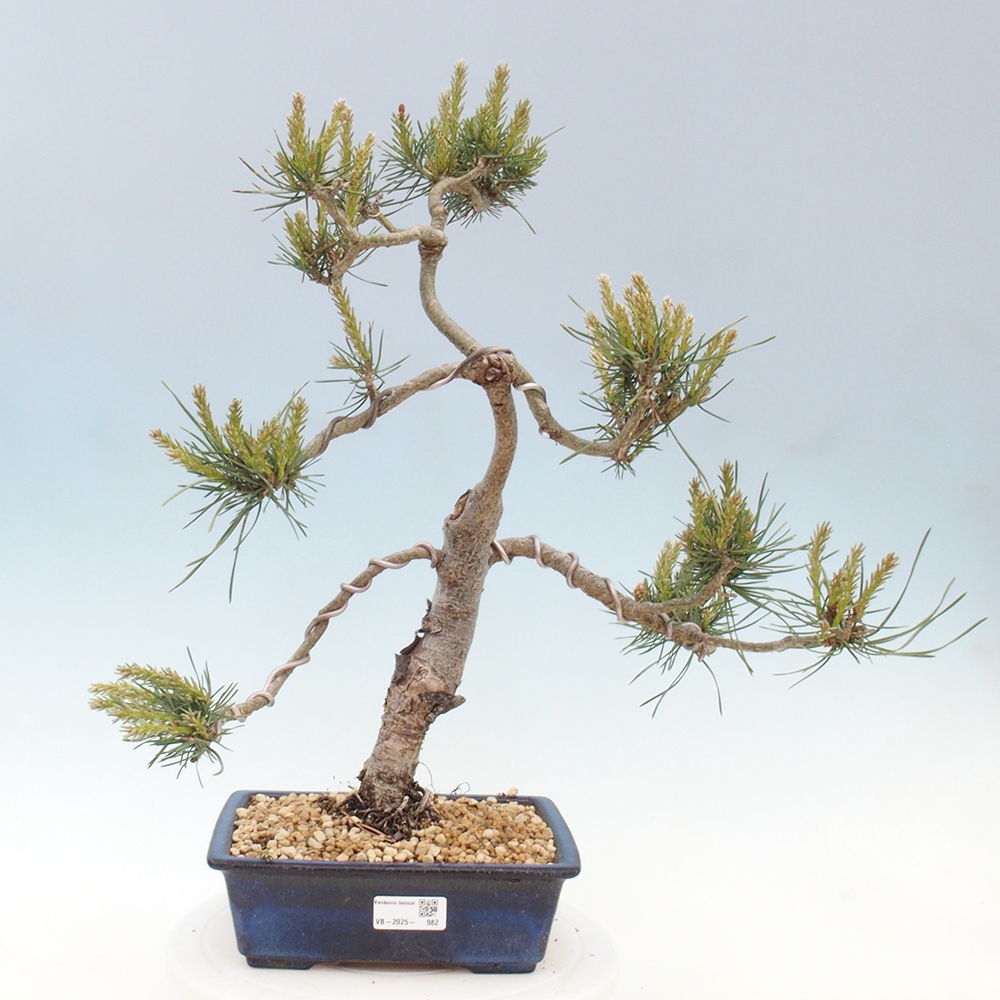 Vonkajšie bonsai - Pinus Sylvestris - Borovica lesná