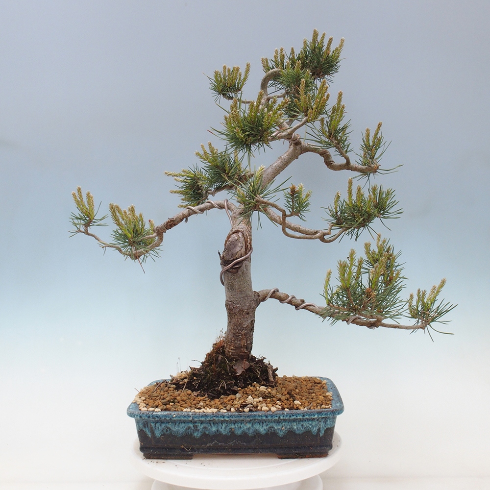 Vonkajšie bonsai - Pinus Sylvestris - Borovica lesná