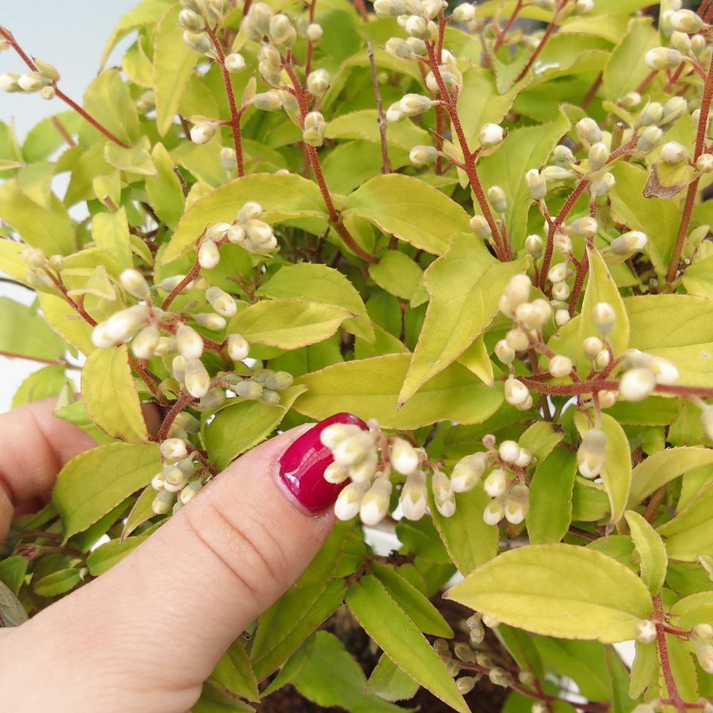 Vonkajší bonsai - Deutzia scabra Candidissima - Trojpuk