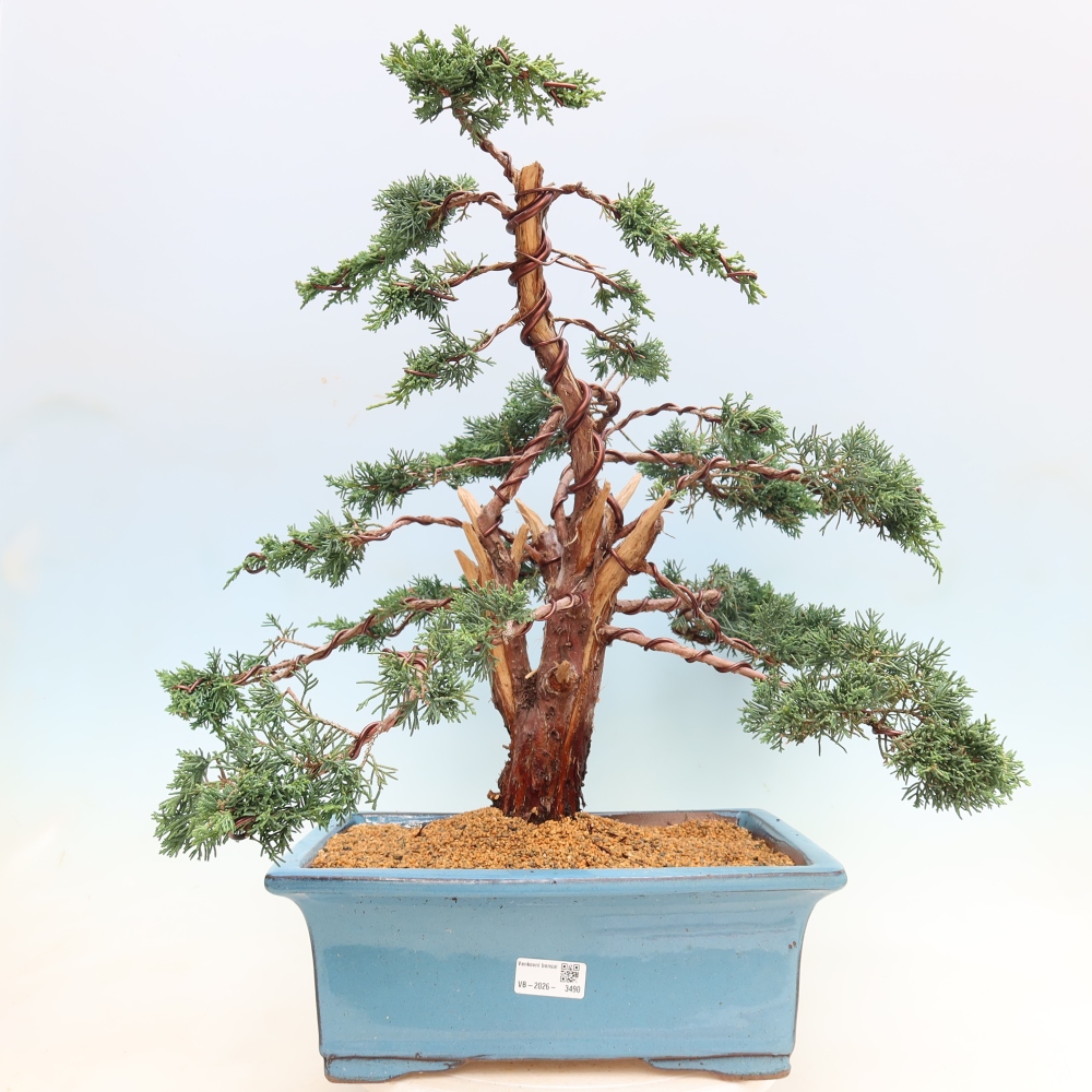 Vonkajší bonsaj - Juniperus chinensis Kishu