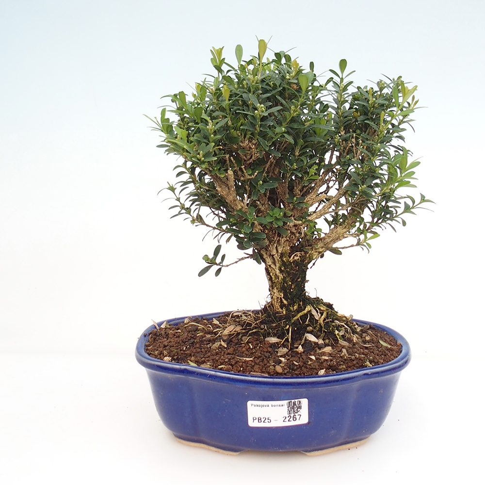 Izbová bonsai - Buxus harlandii - korkový buxus