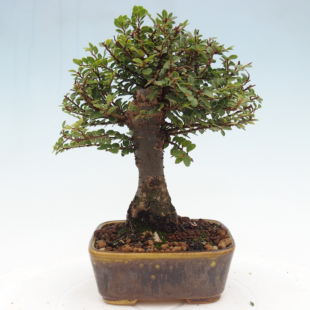 Vonkajší bonsaj - Ulmus parvifolia Hokkaido - čínsky brest
