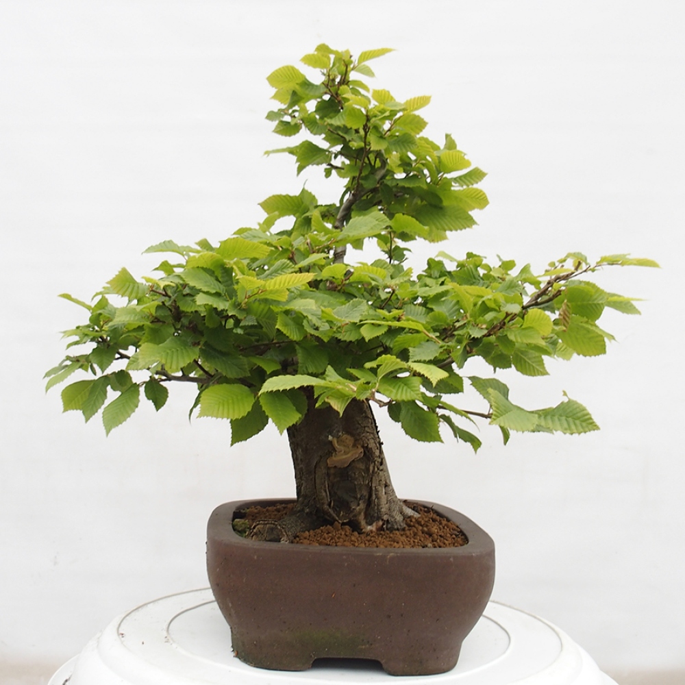 Vonkajší bonsai - Hrab obyčajný - Carpinus betulus
