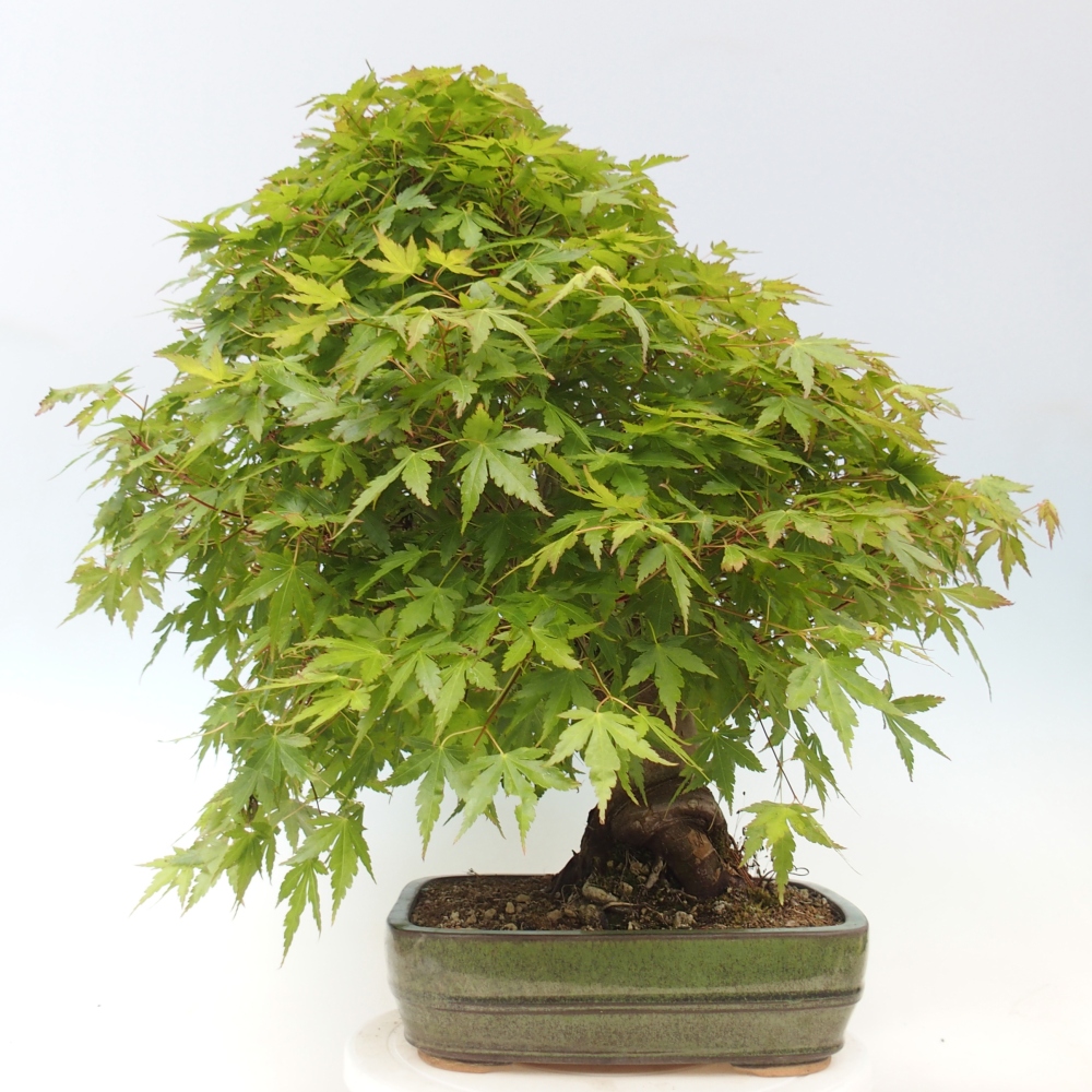 Vonkajšia bonsaj - Acer palmatum - príprava len na palety