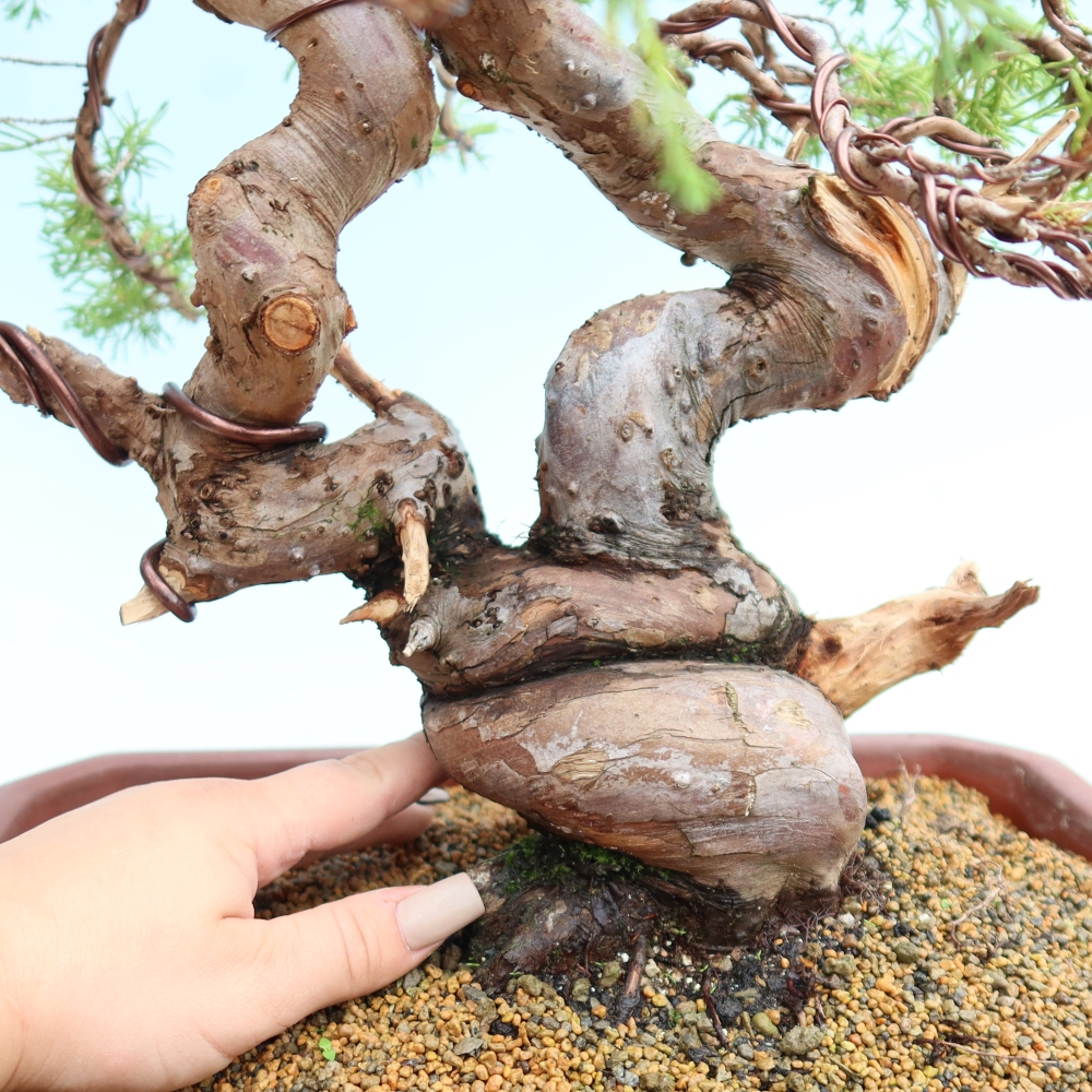 Vonkajší bonsai – Juniperus chinensis Itoigawa – čínsky jalovec