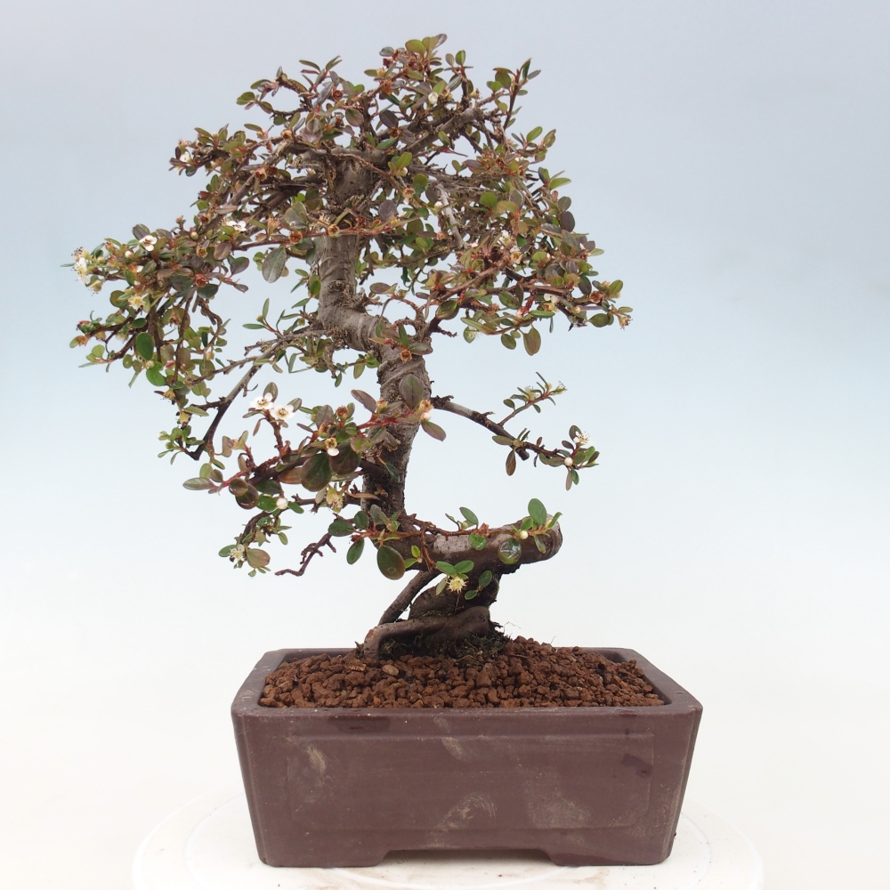 Vonkajší bonsaj-Cotoneaster dammeri - Damerova skala