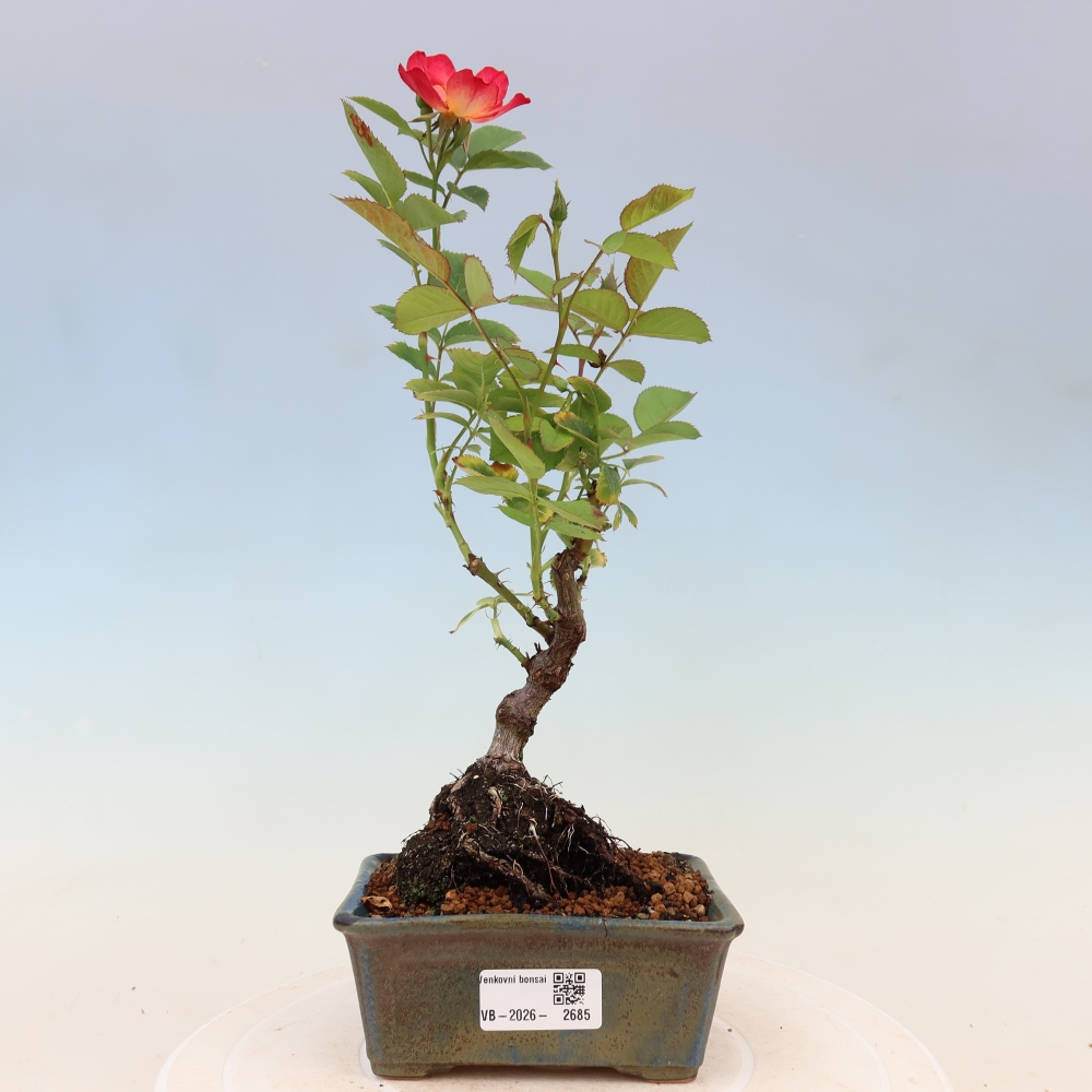 Vonkajšie bonsaje – Rosa Kordes – ruže