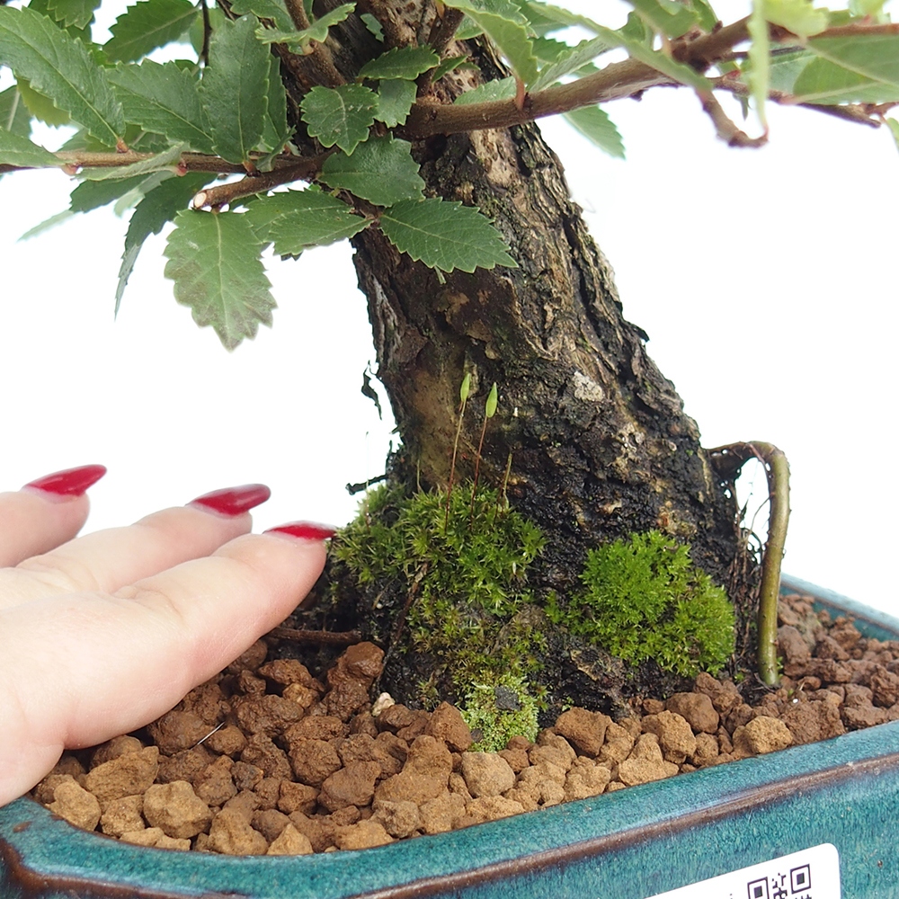 Vonkajšie bonsaje - Zelkova - Zelkova NIRE