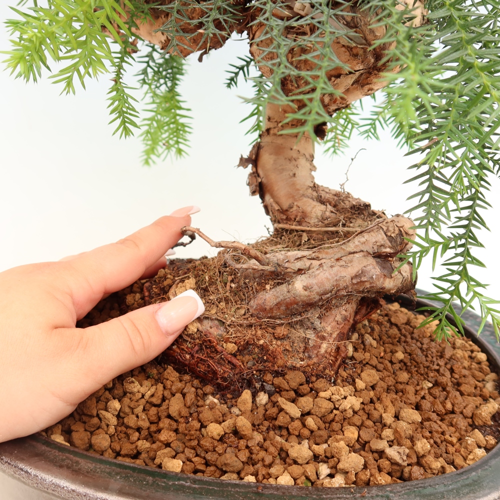 Izba bonsai – Araukária – izba smreček