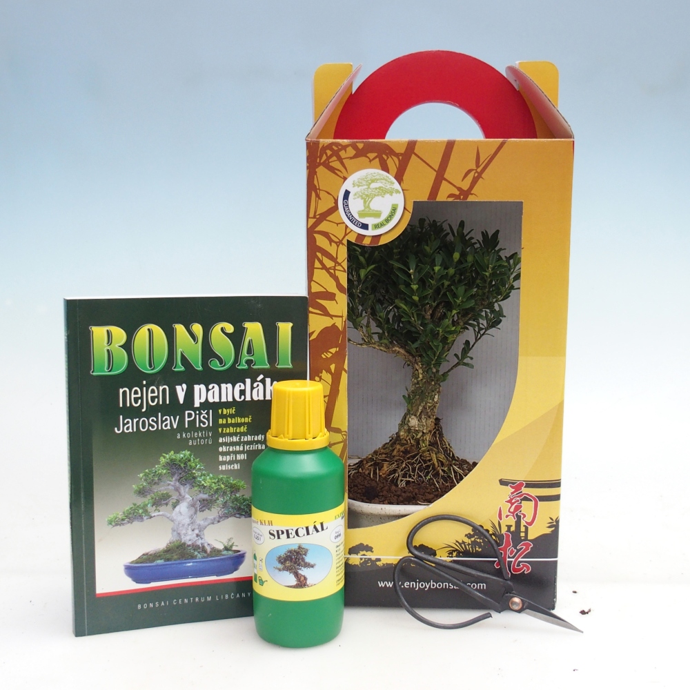 Izbový bonsaj v darčekovej krabici Buxus harlandii - korkový buxus