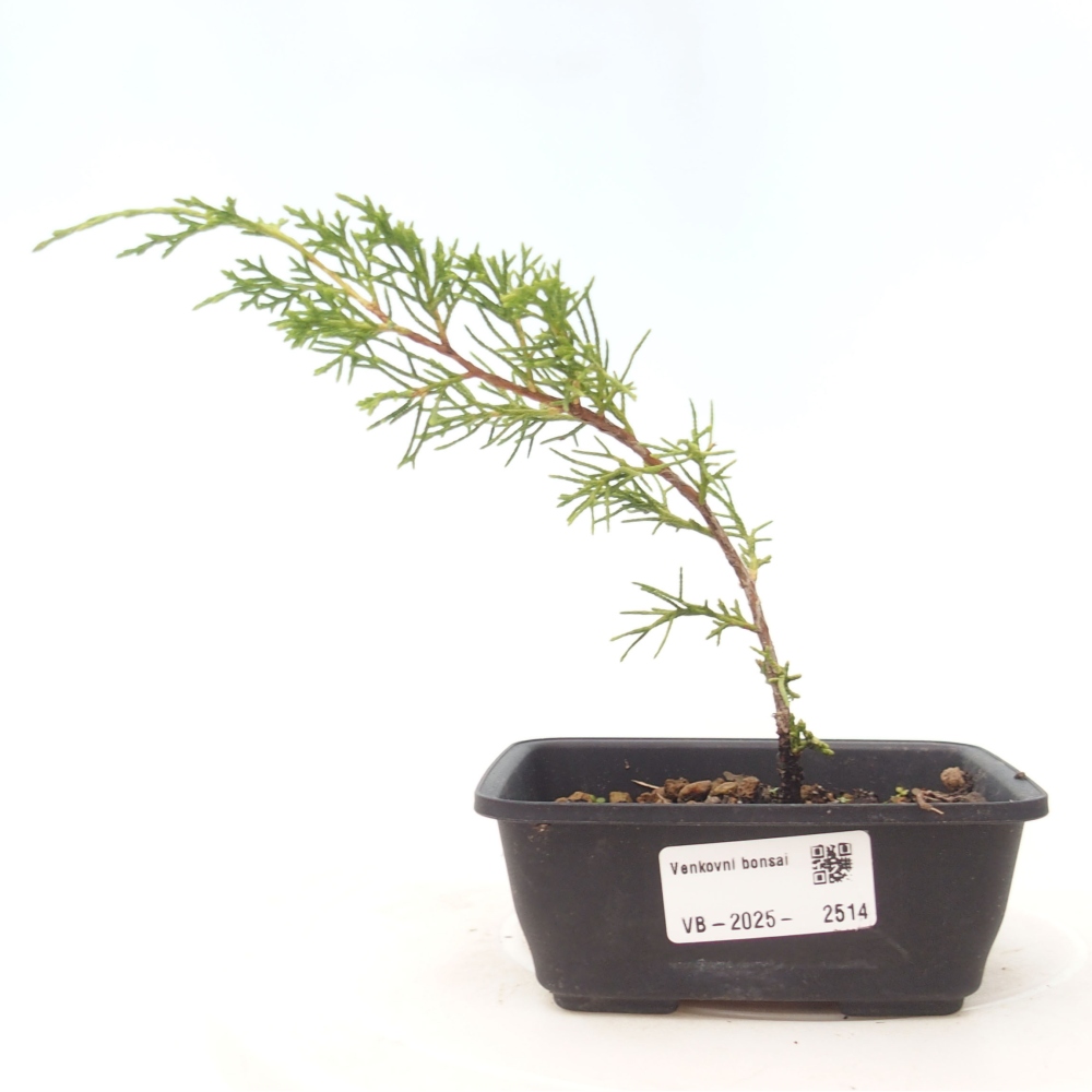 Vonkajší bonsai - Juniperus chinensis Itoigawa -Jalovec čínsky