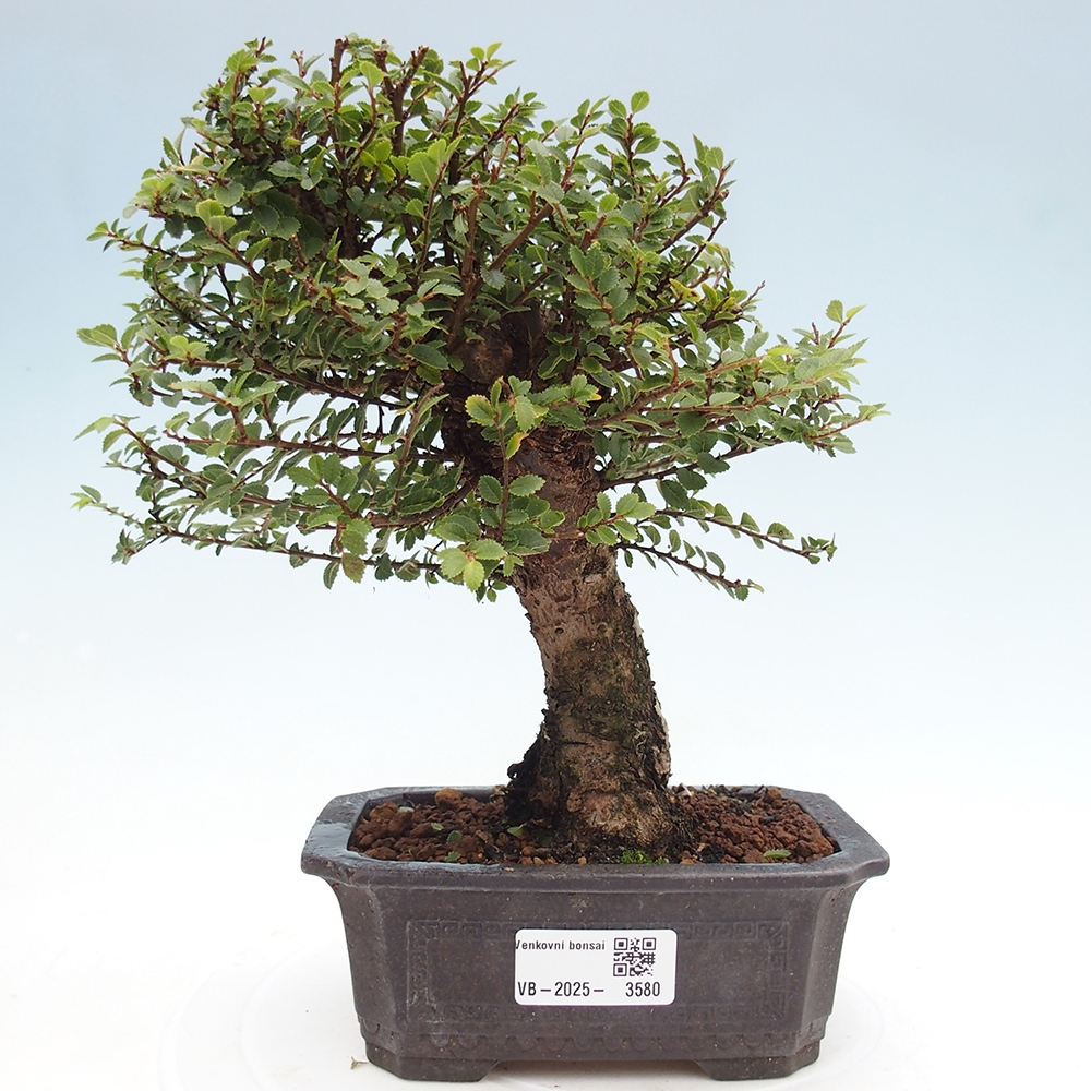 Vonkajší bonsai - Ulmus parvifolia Hokkaido - brest Čínsky