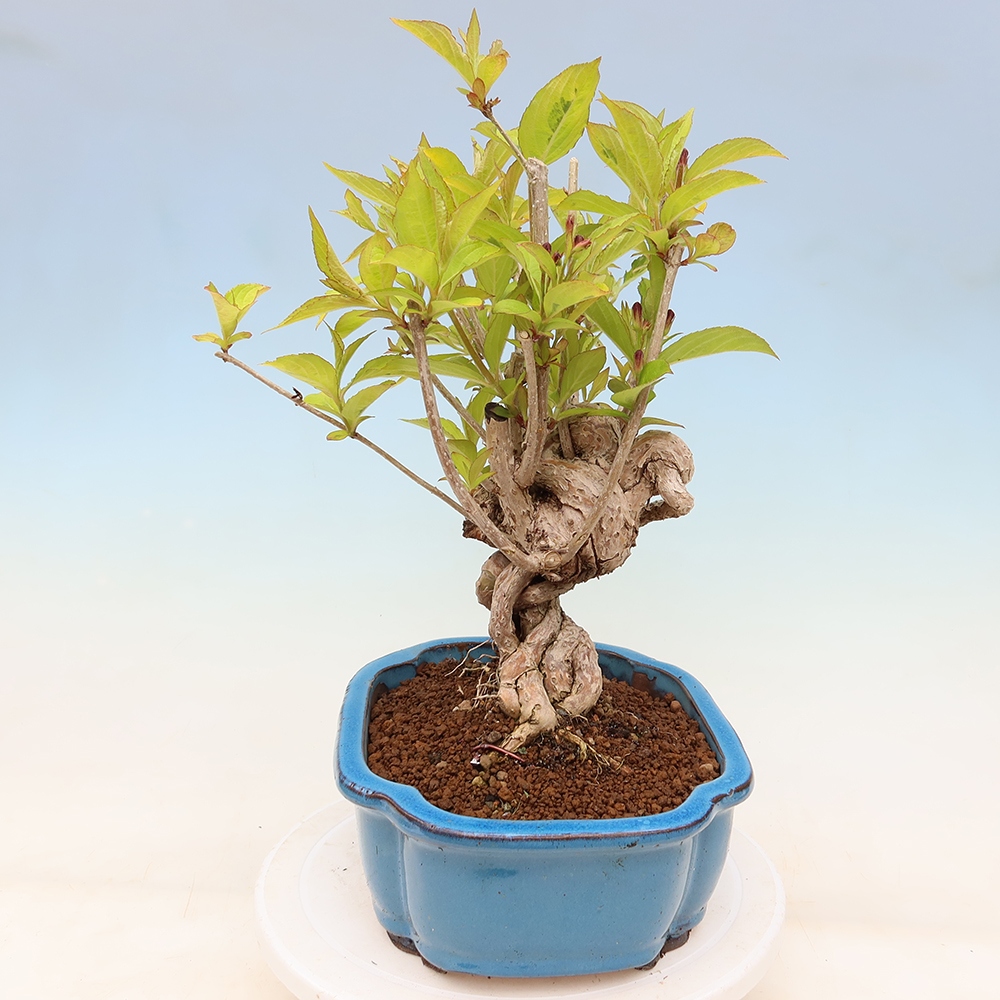Vonkajší bonsai – Weigela subsessilis – vajgélia kórejská