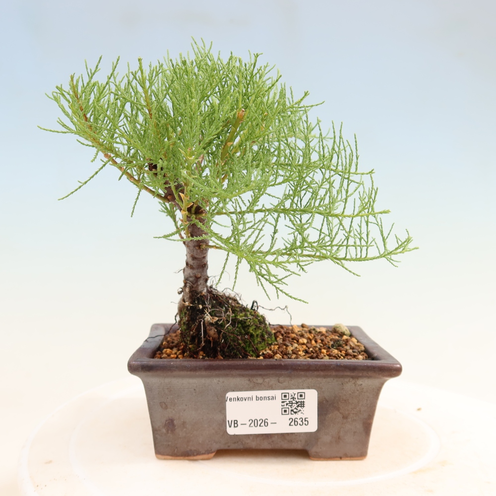 Vonkajšie bonsaje – Tamaryšek – Tamarix