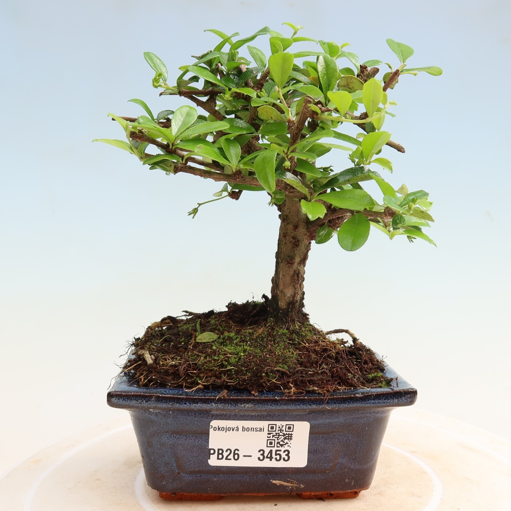 Izbové bonsaje - Carmona macrophylla - Tea fuki