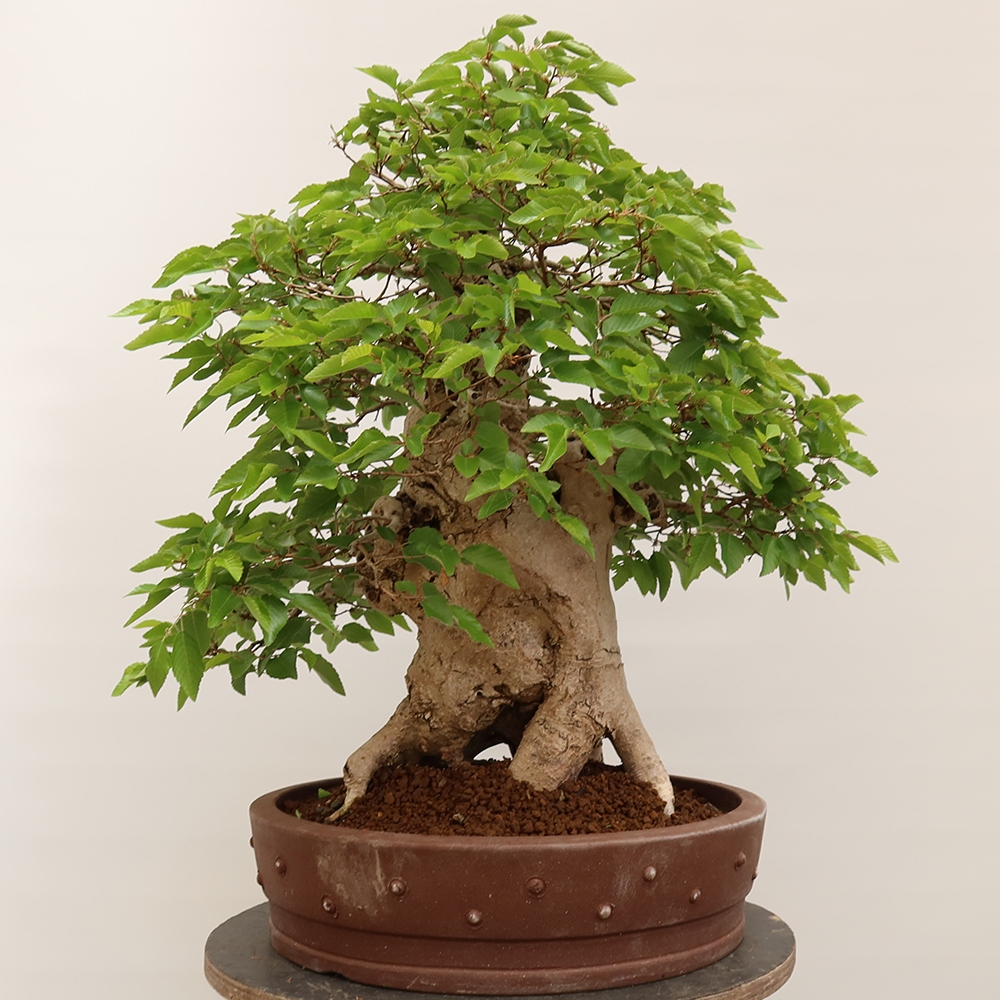 Vonkajší bonsai -Carpinus Coreana - Hrab kórejský
