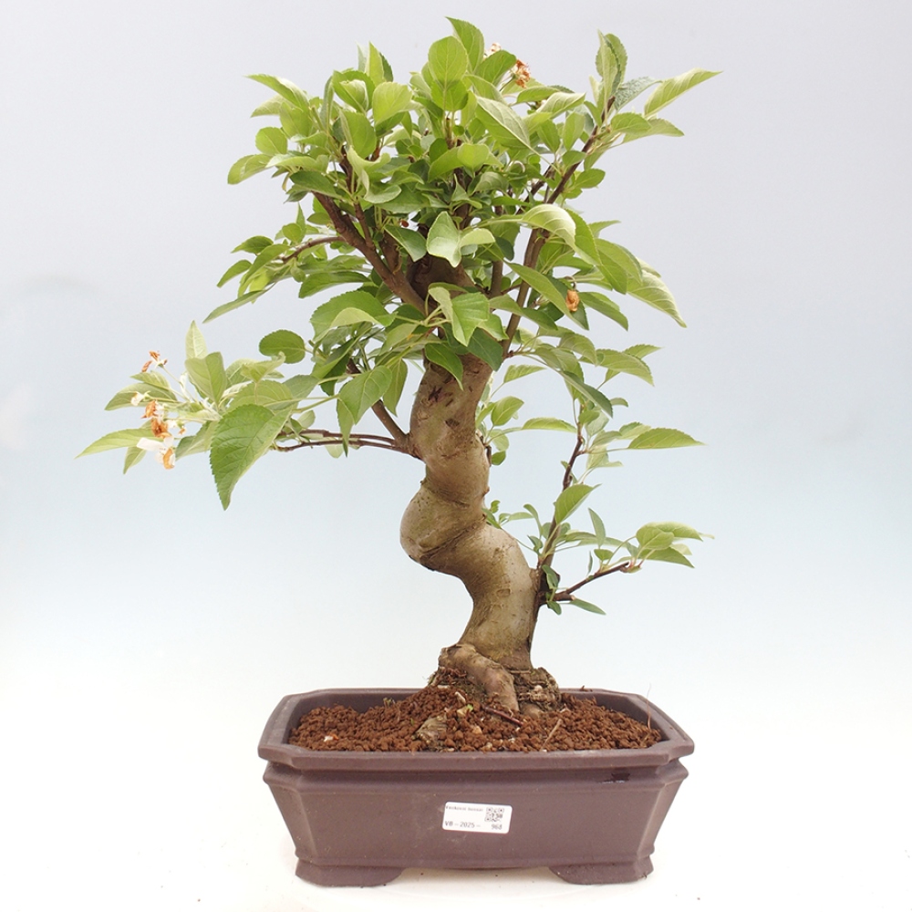 Vonkajší bonsai -Malus halliana - Maloplodá jabloň
