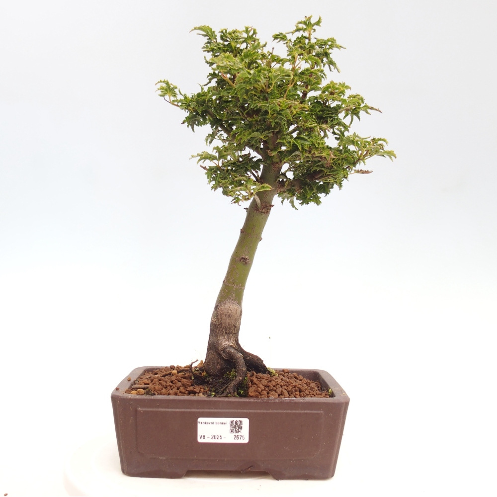 Vonkajší bonsai -Javor dlanitolistý Acer palmatum Shishigashira