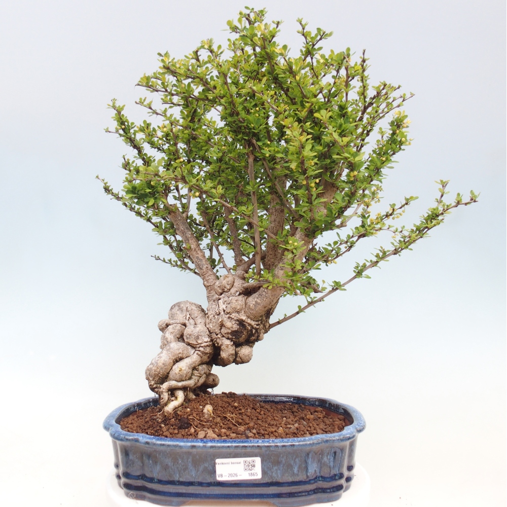 Vonkajšie bonsaje - Berberis coreana