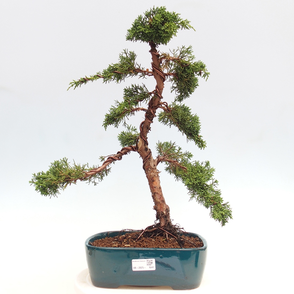 Vonkajšie bonsai - Juniperus chinensis Kishu -Jalovec čínsky