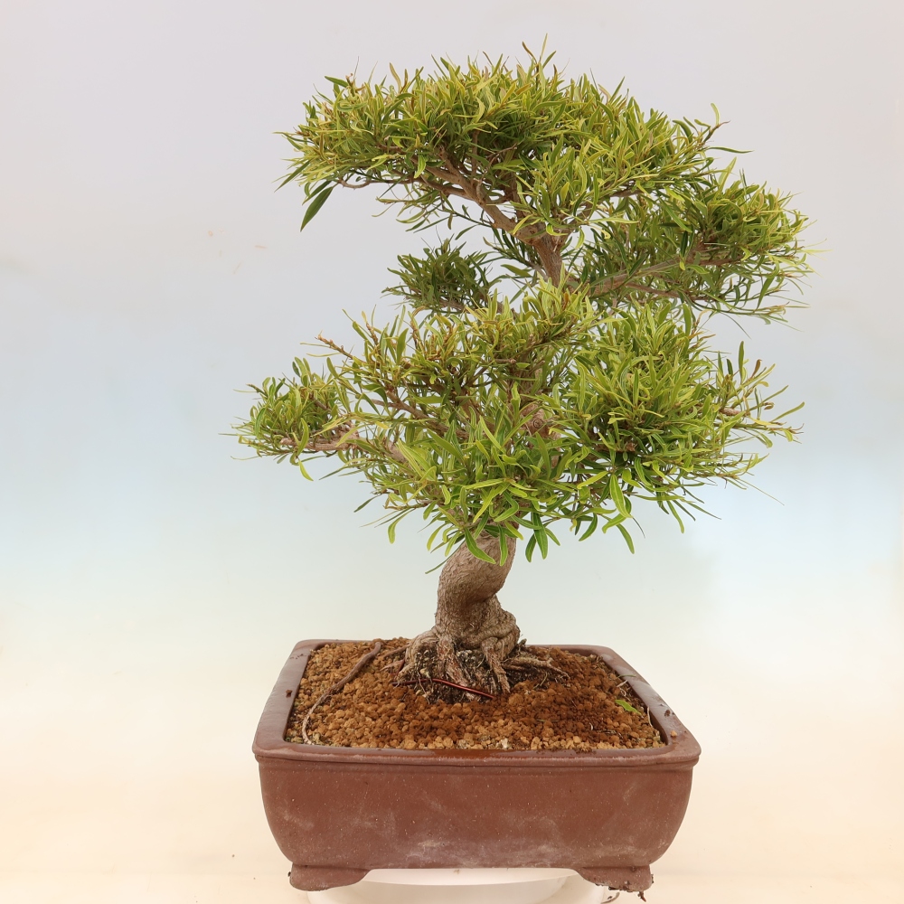 Izbové bonsaje - Ficus nerifolia - fíkus drobnolistý