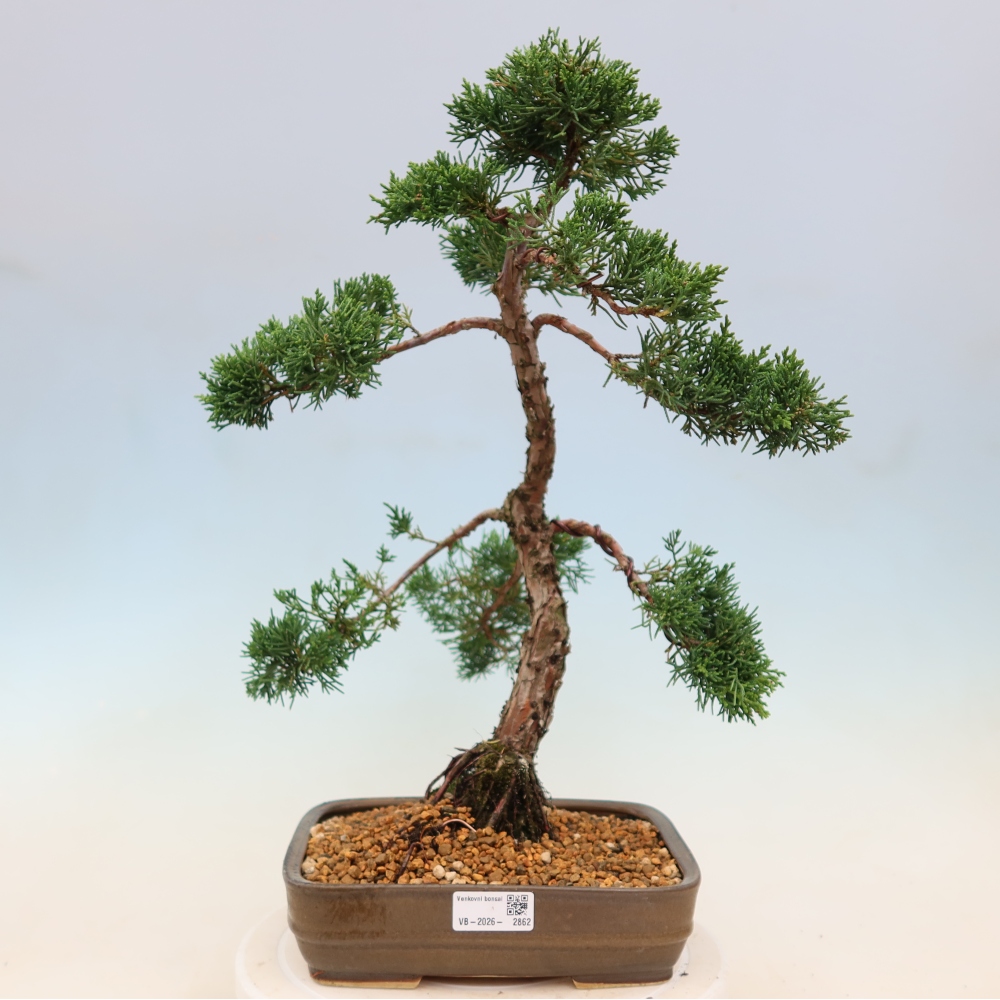 Vonkajší bonsaj - Juniperus chinensis Kishu