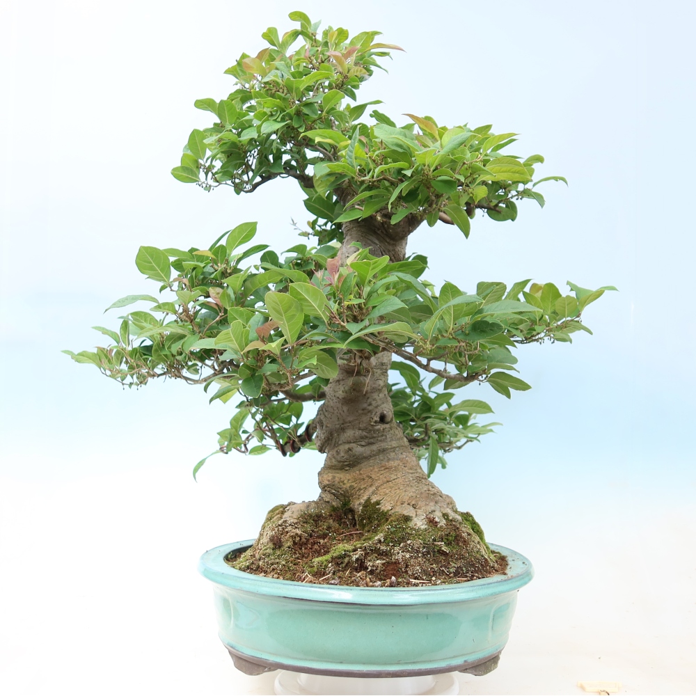 Vonkajší bonsai – Ilex serrata – cesmína pílkovitá