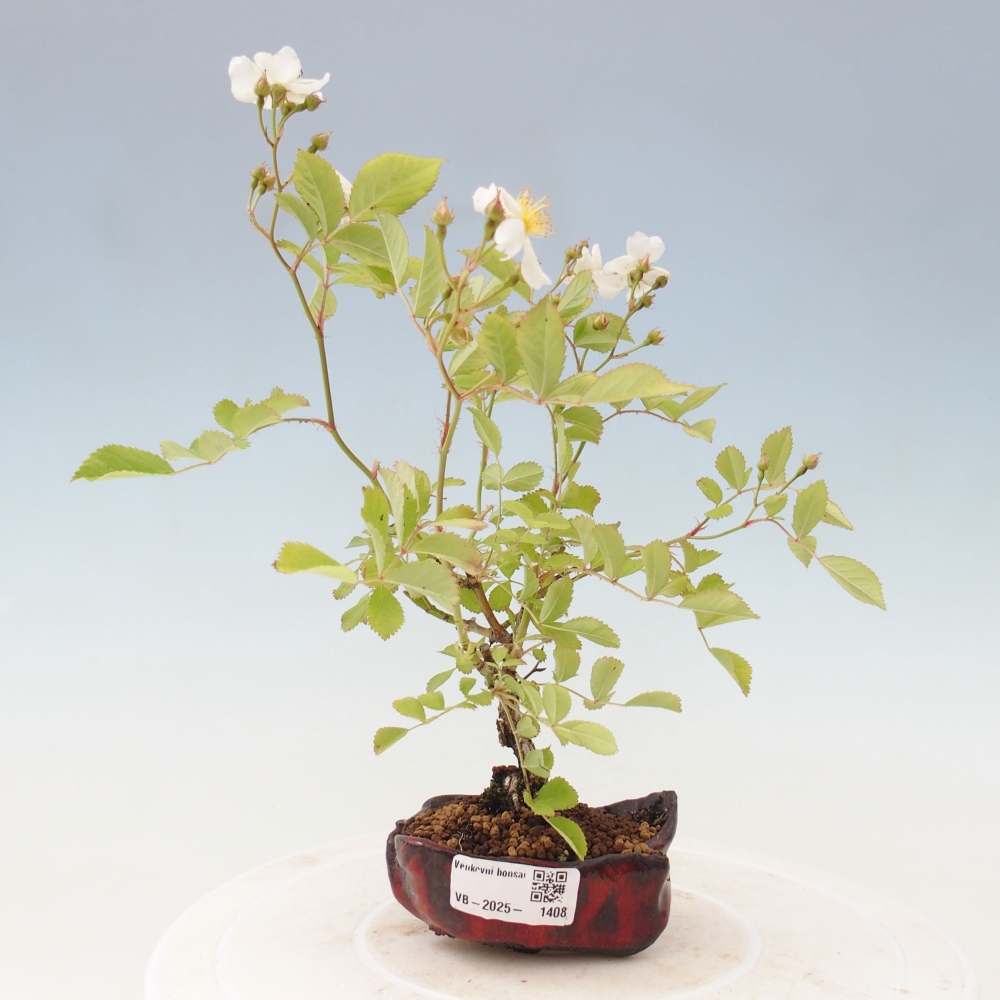 Vonkajší bonsai - Rosa sp. - malokvetá ruža