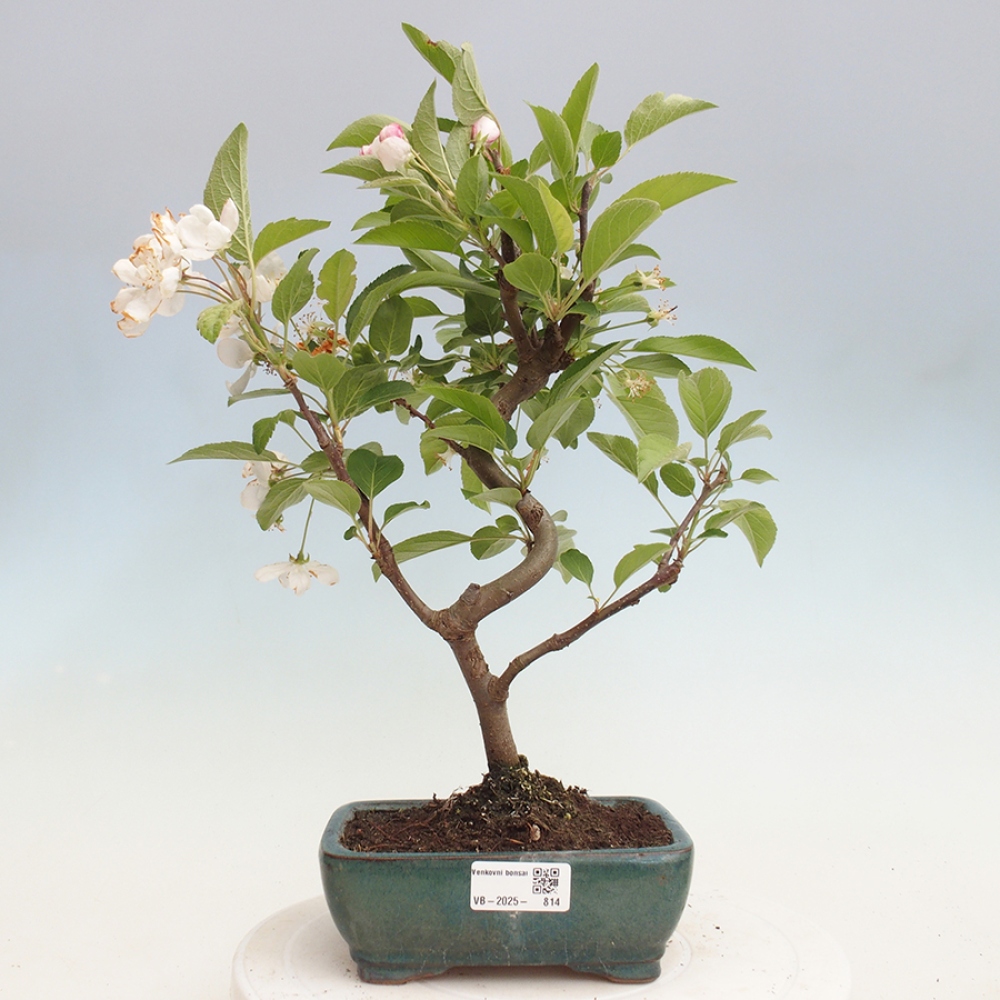Vonkajší bonsai -Malus halliana - Maloplodá jabloň