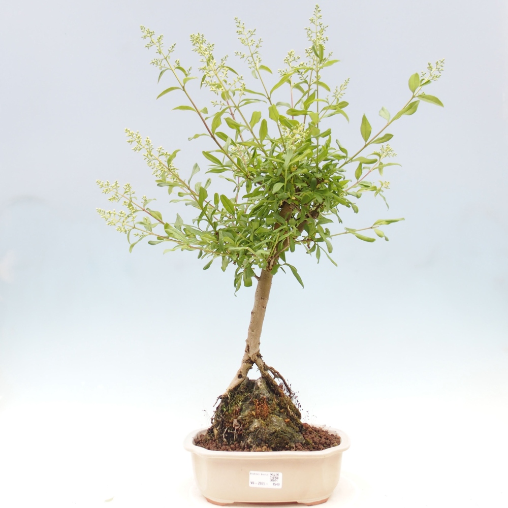 Vonkajší bonsai - Ligustrum  - Vtáčí zob