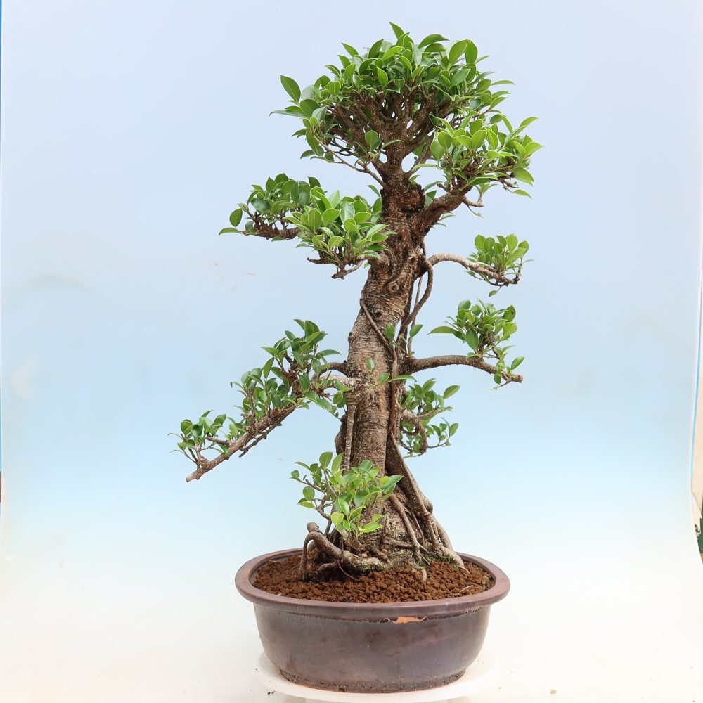 Izbové bonsaje - Ficus kimmen - drobnolistý fikus