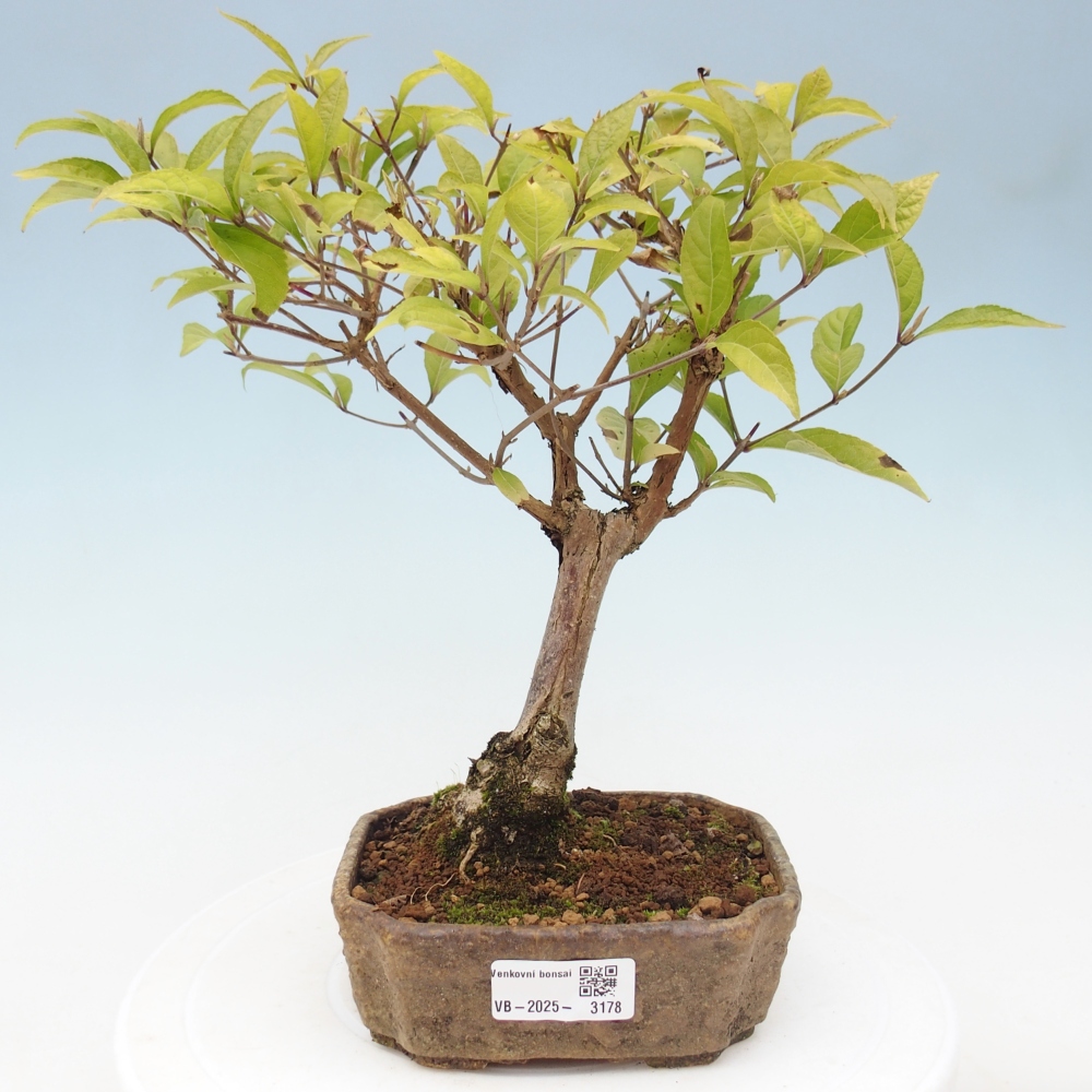 Vonkajšia bonsai - krásnoplodka - Callicarpa jap. Leucocarpa