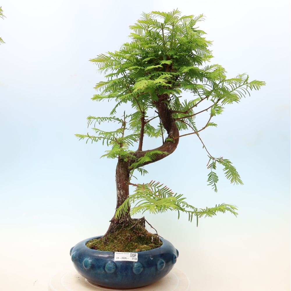 Vonkajšie bonsaje - Metasequoia glyptostroboides - čínska metasekvoja