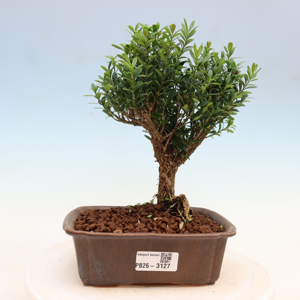 Izbové bonsaje - Buxus harlandii - korkový buxus
