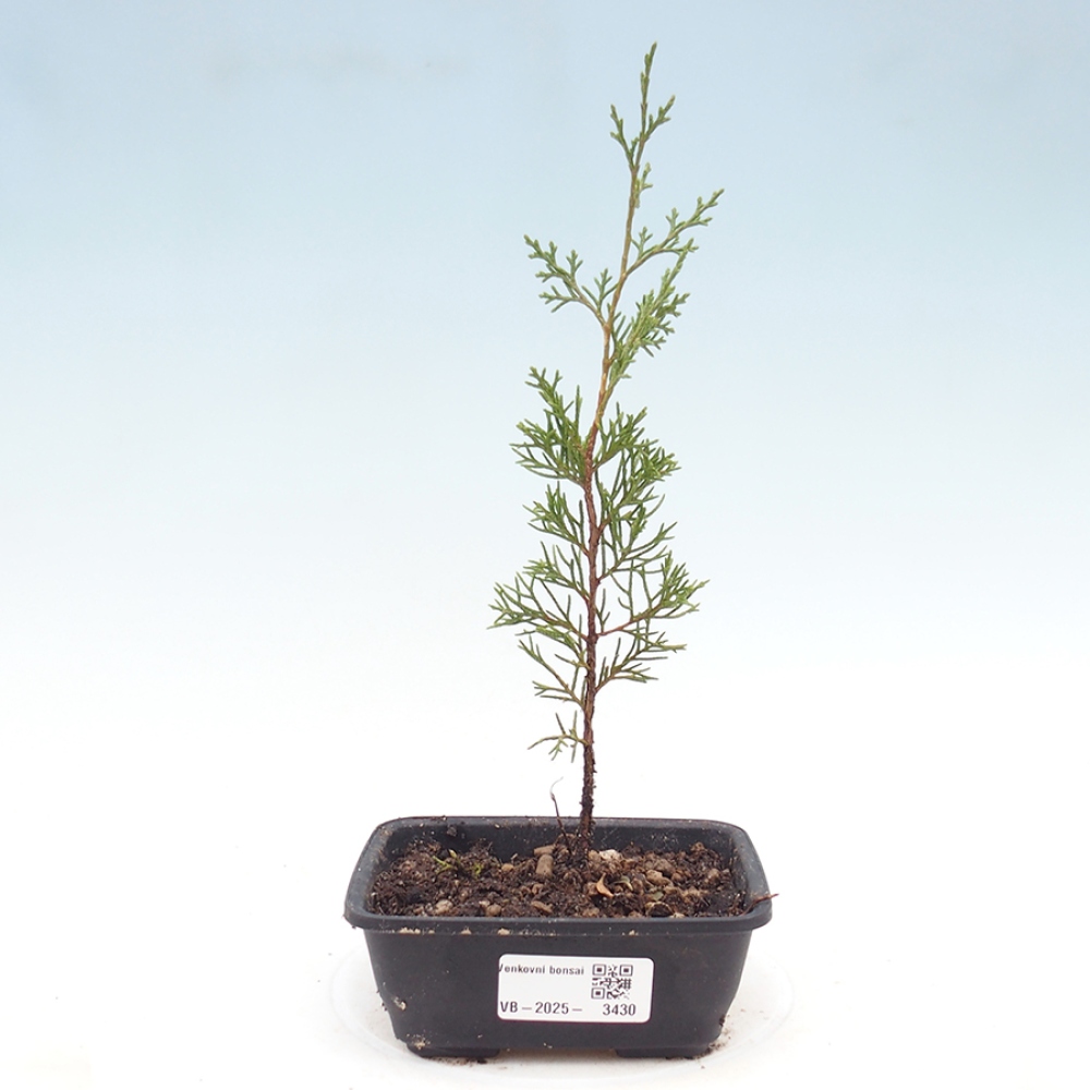 Vonkajší bonsaj - Juniperus chinensis Itoigawa