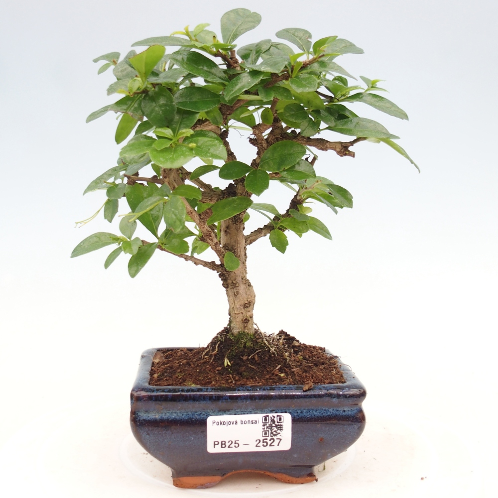 Izbová bonsai - Carmona macrophylla - Čaj fuki