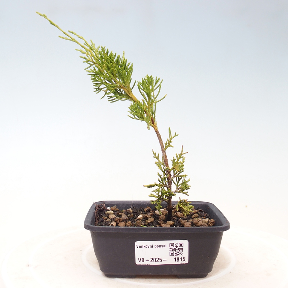 Vonkajší bonsai - Juniperus chinensis Itoigawa -Jalovec čínsky