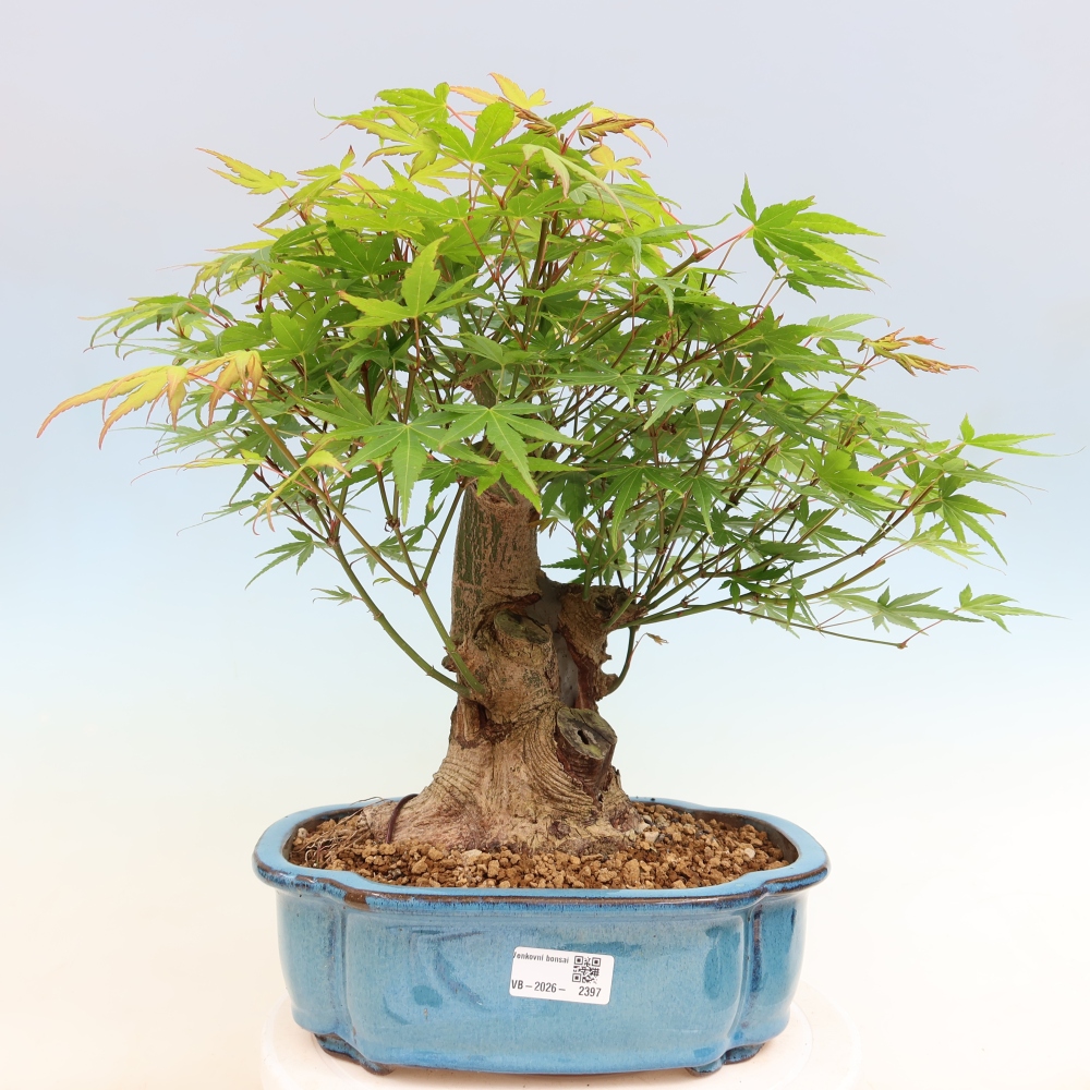 Vonkajšie bonsaje - Javor Burger - Acer Burgerianum