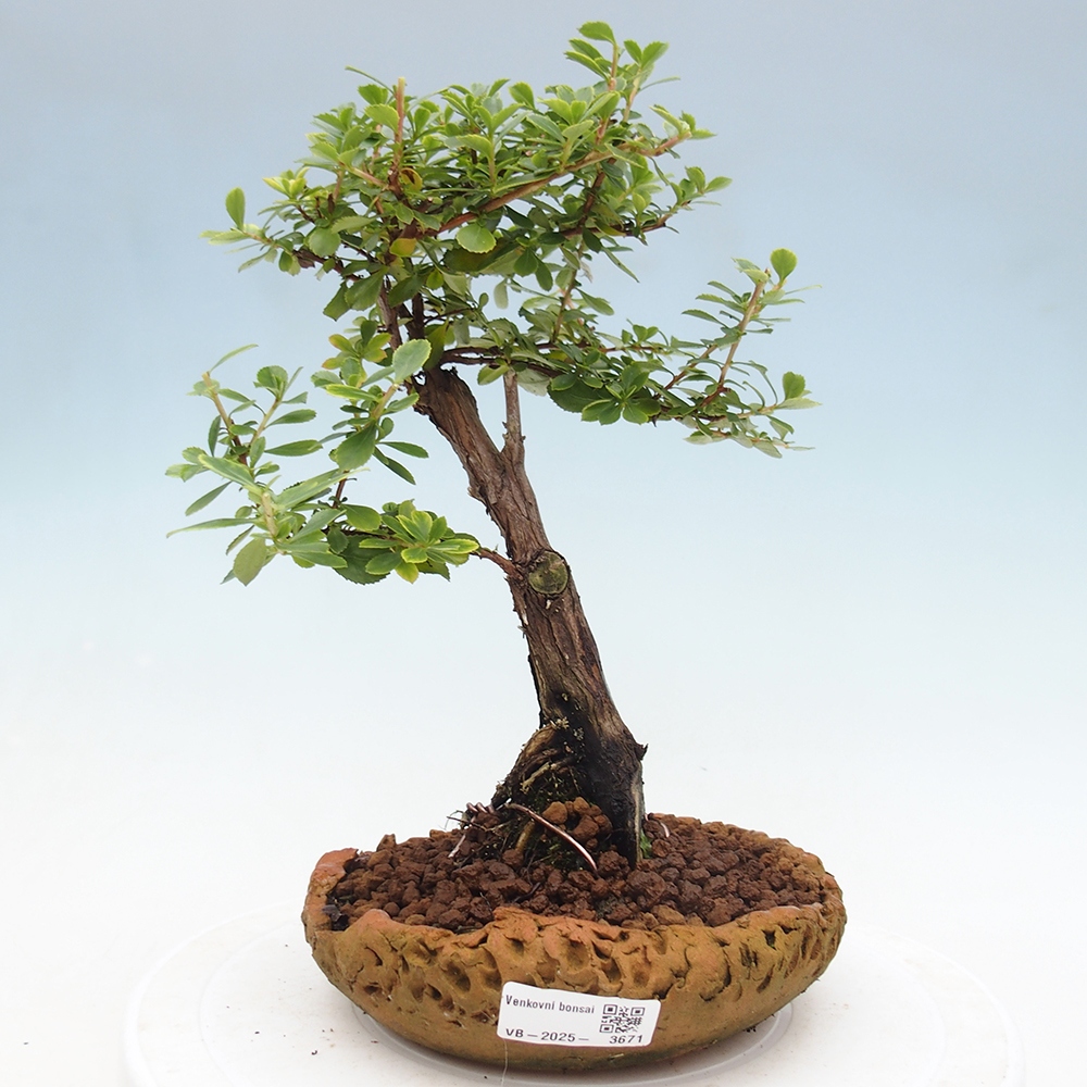Vonkajší bonsai - Escallonia 'Dart's Rosy Red' - Zábluda