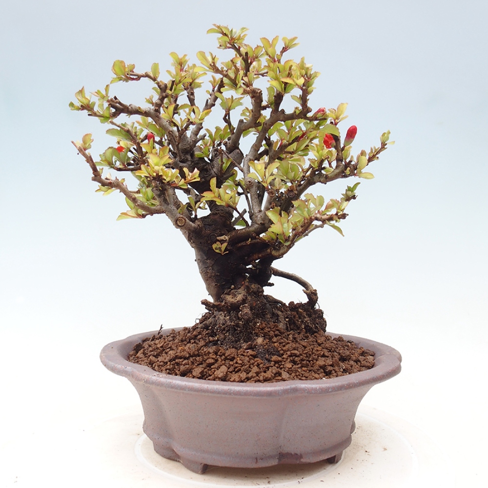 Vonkajšie bonsaje - Chaneomeles speciosa - Kdoule