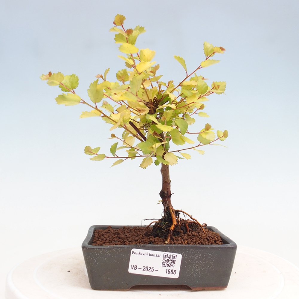 Vonkajší bonsai - breza trpasličí - Betula NANA Treasure