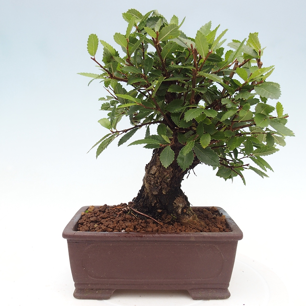 Vonkajšie bonsaje - Zelkova - Zelkova NIRE